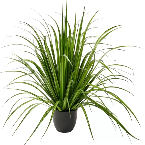 CASA Allium Hierba Ornamental Verde Hot